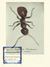 An_lu_2011_camponotus schvartsmani_tiny